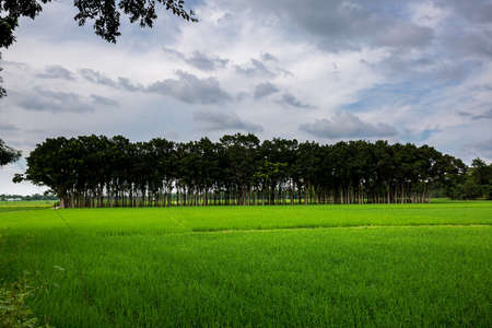 Green paddy fields and long rows of trees landscape in village side. Green paddy field view of Asian countryside. Paddy plantation.の写真素材