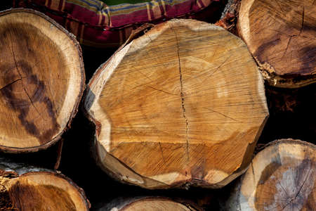 An irregular pattern of large circular pieces of natural wood in the middle of the forest. Colored felled tree trunks. Woodcut tree trunk logs stacked prepared.の写真素材