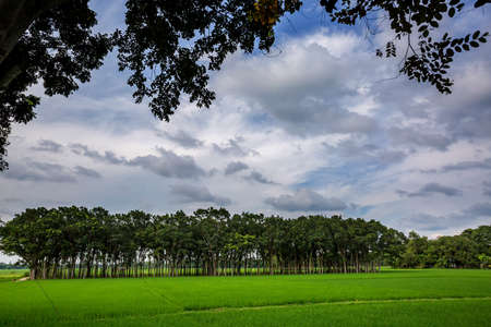 Green paddy fields and long rows of trees landscape in village side. Green paddy field view of Asian countryside. Paddy plantation.の写真素材