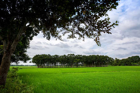 Green paddy fields and long rows of trees landscape in village side. Green paddy field view of Asian countryside. Paddy plantation.の写真素材