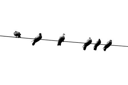 Some pet pigeons sitting in line on the electric wire. Birds lined up on electric wires black and white view.の写真素材
