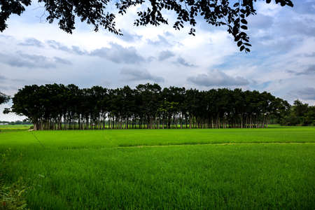 Green paddy fields and long rows of trees landscape in village side. Green paddy field view of Asian countryside. Paddy plantation.の写真素材