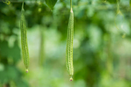 Green Luffa acutangula (Chinese okra), Sponge gourd, or silk squash hanging from a tree on a vegetable farm. Fresh Chinese okra hanging on the garden. Shallow depth of field and Close-up view.の写真素材