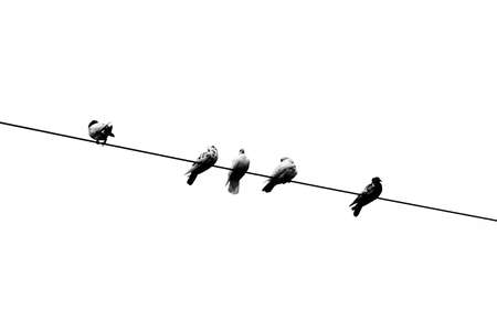 Some pet pigeons sitting in line on the electric wire. Birds lined up on electric wires black and white view.の写真素材
