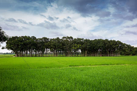 Green paddy fields and long rows of trees landscape in village side. Green paddy field view of Asian countryside. Paddy plantation.の写真素材