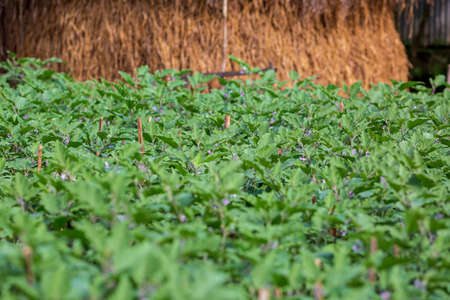 Long purple brinjal vegetable plants field. Purple eggplant field landscape views.の写真素材
