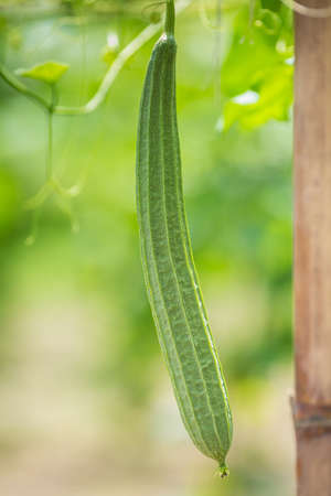 Green Luffa acutangula (Chinese okra), Sponge gourd, or silk squash hanging from a tree on a vegetable farm. Fresh Chinese okra hanging on the garden. Shallow depth of field and Close-up view.の写真素材