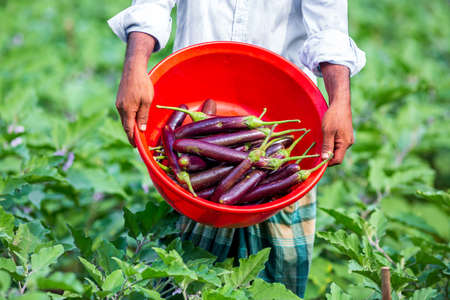 A farmer displays his newly harvested tall purple eggplant vegetables in a red bowl in the garden.の写真素材