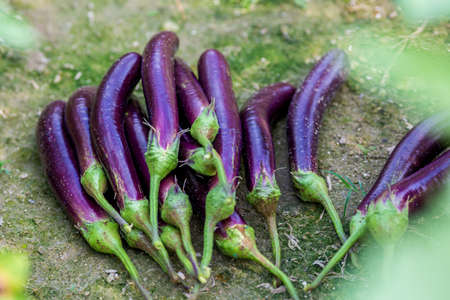 Harvested fresh long purple brinjal vegetables on fields. Close-up views of farm-fresh purple eggplants.の写真素材
