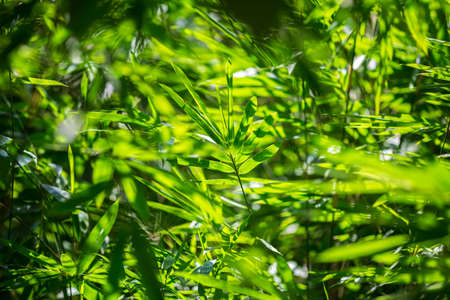 Asian bamboo leaves, Green leaf on blurred greenery background. Beautiful leaf texture in sunlight. Natural green background.の写真素材