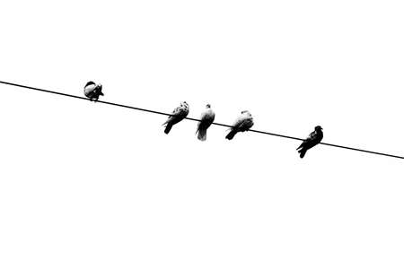 Some pet pigeons sitting in line on the electric wire. Birds lined up on electric wires black and white view.の写真素材