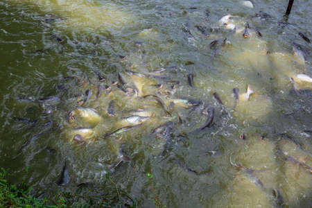 Pangasius fish or Vietnamese catfish are scrambling to eat in a farming pond. Beautiful wild catfishes eating feed in ponds.の写真素材