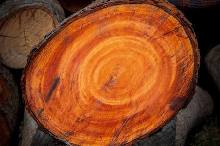 Large irregular tree cut in a circular circle pattern on wood texture background. The texture of colored wood logs cut. Wood storage for the industry. Abstract Background.の写真素材