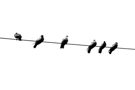 Some pet pigeons sitting in line on the electric wire. Birds lined up on electric wires black and white view.の写真素材