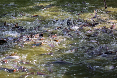 Pangasius fish or Vietnamese catfish are scrambling to eat in a farming pond. Beautiful wild catfishes eating feed in ponds.の写真素材