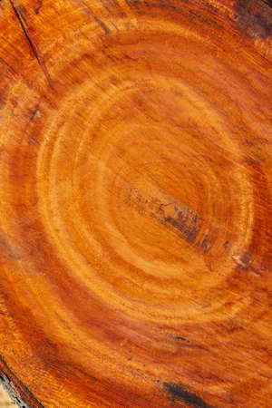 Large irregular tree cut in a circular circle pattern on wood texture background. The texture of colored wood logs cut. Wood storage for the industry. Abstract Background.の写真素材