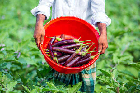 A farmer displays his newly harvested tall purple eggplant vegetables in a red bowl in the garden.の写真素材