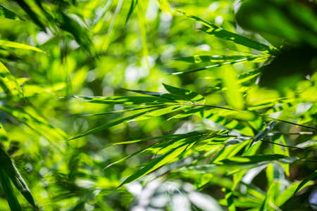 Asian bamboo leaves, Green leaf on blurred greenery background. Beautiful leaf texture in sunlight. Natural green background.の写真素材