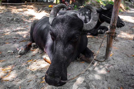 Two black buffaloes are sitting on the farm and tied to the bamboo poles.の写真素材