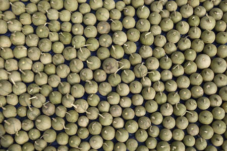 Ripe Wood Apple fruits (Limonia Acidissima) are lined up under the open sun for drying. Ripe Wood Apple fruit pattern background. Close Up views of wood apple fruits.の写真素材