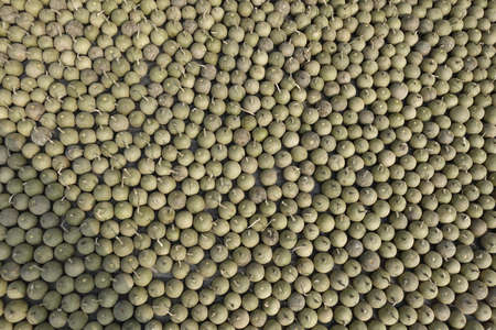 Ripe Wood Apple fruits (Limonia Acidissima) are lined up under the open sun for drying. Ripe Wood Apple fruit pattern background. Close Up views of wood apple fruits.の写真素材