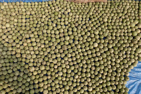 Ripe Wood Apple fruits (Limonia Acidissima) are lined up under the open sun for drying. Ripe Wood Apple fruit pattern background. Close Up views of wood apple fruits.の写真素材