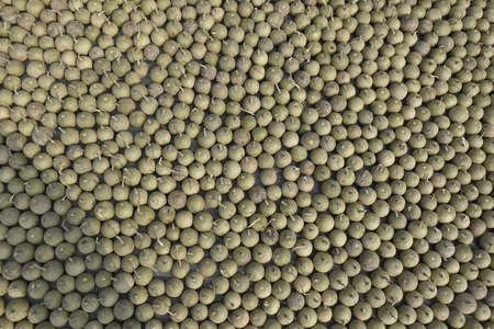 Ripe Wood Apple fruits (Limonia Acidissima) are lined up under the open sun for drying. Ripe Wood Apple fruit pattern background. Close Up views of wood apple fruits.の写真素材