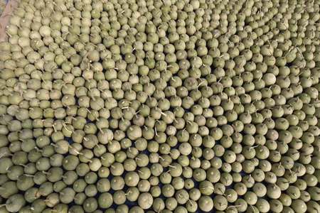 Ripe Wood Apple fruits (Limonia Acidissima) are lined up under the open sun for drying. Ripe Wood Apple fruit pattern background. Close Up views of wood apple fruits.の写真素材