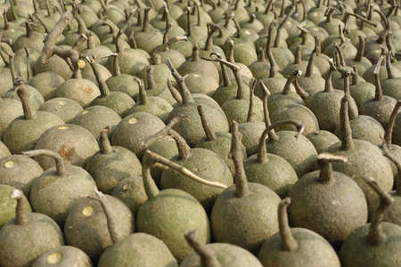 Ripe Wood Apple fruits (Limonia Acidissima) are lined up under the open sun for drying. Ripe Wood Apple fruit pattern background. Close Up views of wood apple fruits.の写真素材