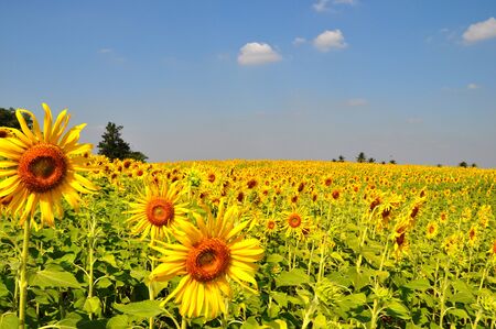 Sunflowers fieldsの写真素材