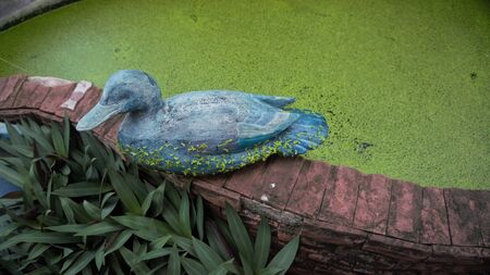 mallard duck near the pond with green plants in summerの写真素材
