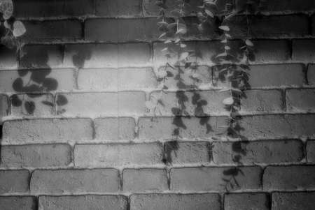 Abstract gray brick with the shadow of a bouquet of ivy descending gently background.