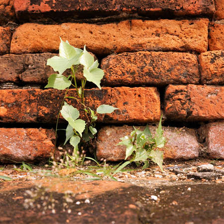 Ancient red brick architecture with small tree growing up for survival.の写真素材