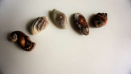 Sea shell chocolate placed on a white container background that makes it look clean and tasty.
