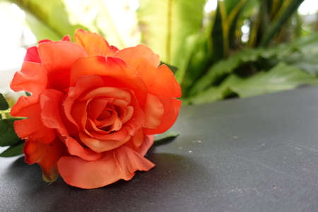 A big beautiful orange color rose, with blur technique use as backgroundの写真素材