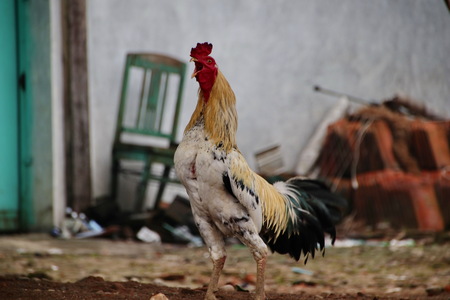roosters on the lawn, looking for foodの写真素材