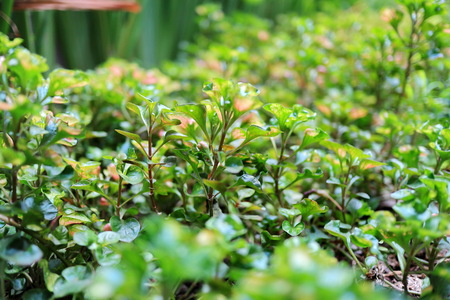 green plants, very fun to enjoy if planted in the yard or office. can align eyes and eyes in an...