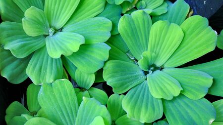 Pistia is a genus of aquatic plant in the arum family, Araceae. The single species it comprises, Pistia stratiotes, is often called water cabbage, water lettuce, Nile cabbage, or shellflower.の写真素材