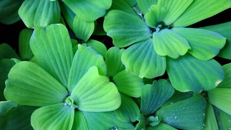 Pistia is a genus of aquatic plant in the arum family, Araceae. The single species it comprises,...