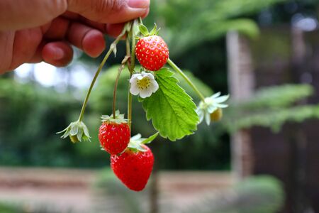 Freshly picked fresh strawberries, photographed in the handの写真素材