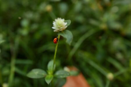 white clover flowers on the mountain slopes, with bokeh backgrounds and foreground, photographed...