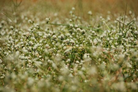 white clover flowers on the mountain slopes, with bokeh backgrounds and foreground, photographed during the hot dayの写真素材
