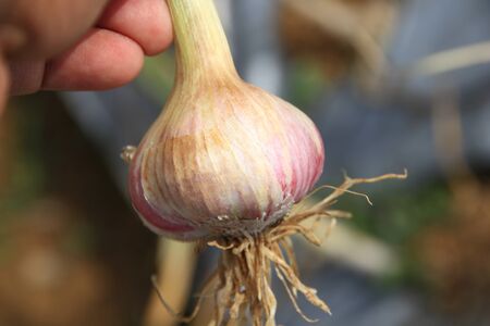 the activity of harvesting garlic seeds directly in the onion fields is still fresh and pleasantの写真素材