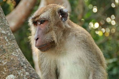 jungle monkeys sit and eat on Kembang Island Banjarmasin Indonesia Borneo Islandの写真素材