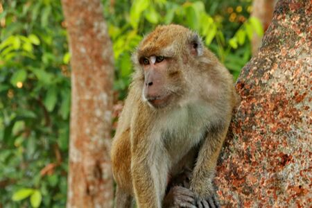 jungle monkeys sit and eat on Kembang Island Banjarmasin Indonesia Borneo Islandの写真素材