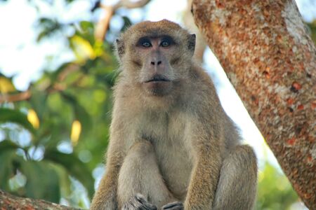 jungle monkeys sit and eat on Kembang Island Banjarmasin Indonesia Borneo Islandの写真素材