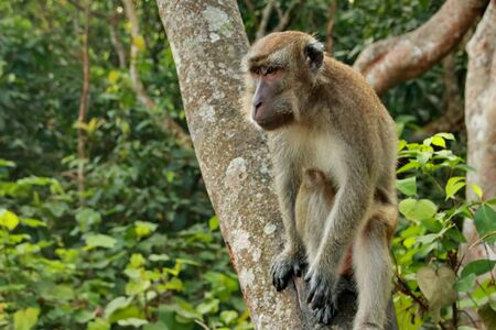 jungle monkeys sit and eat on Kembang Island Banjarmasin Indonesia Borneo Islandの写真素材