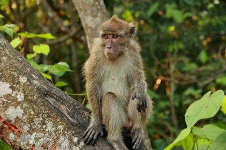 jungle monkeys sit and eat on Kembang Island Banjarmasin Indonesia Borneo Island