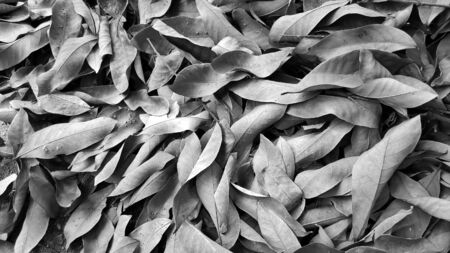 dry leaf background with black and white or grunge color, blurry photo and out of focusの写真素材