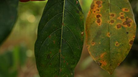 Jackfruit leaves that are already dry and still green, are photographed with selective focus, background blur and bokehの写真素材